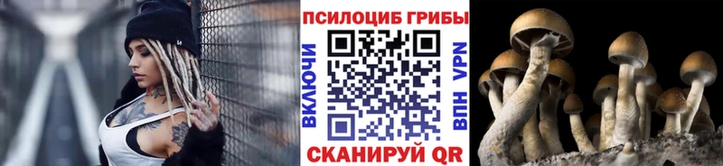 наркошоп  Александровское  Псилоцибиновые грибы Psilocybe 
